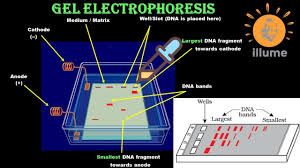 dna fragments biotechnology elution