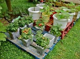 crafty container vegetable gardening