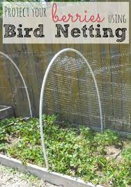Bird Netting To Protect Berry Bushes