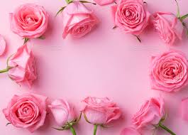 rose flowers frame on pink background