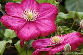 We did not find results for: Clematis Ville De Lyon Photo Royalty Free Clematis Hybrids Stock Image Cfgi394 Jpg