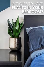 safe to have plants in your bedroom
