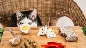 what-human-food-can-cats-eat-daily