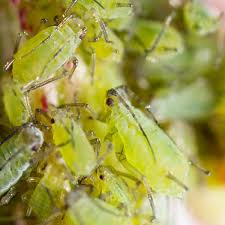 Indoor Plant Pests Bug Identification
