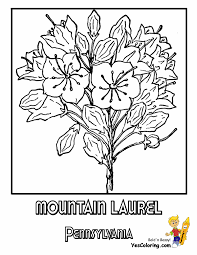 See more ideas about blue bonnets, texas bluebonnets, wild flowers. Distinguished States Flower Coloring Pages Pa Wy Penn Wyoming