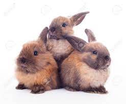 Три кролика