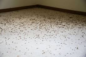 what causes carpet beetles why do i