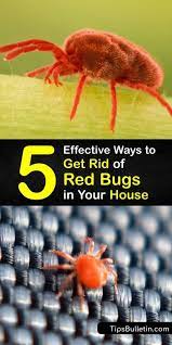 5 effective ways to get rid of red bugs