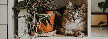 Plants That Are Poisonous For Cats Yarrah