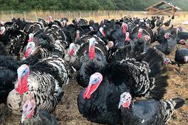 Thanksgiving feast or famine? Turkey ...