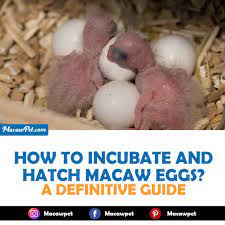 incubating and hatching macaw eggs