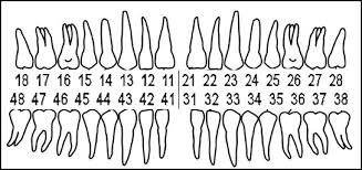 Tooth Numbers And Illustrations