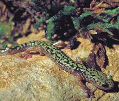 Dnr Green Salamander