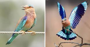 the indian roller seems like any other