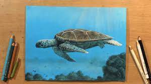 sea turtle colored pencil drawing on