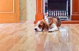 pet spills on your hardwood floor