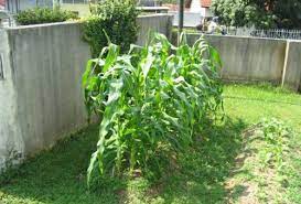 Is My Corn Growing Correctly