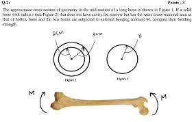 When periarticular bone is subjected to increased loading, a number of bone properties change. Solved Q 2 Points 3 The Approximate Cross Section Of G Chegg Com