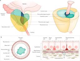 prostate cancer nature reviews