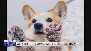 why do dogs paws smell like fritos