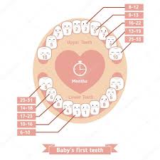 Baby Teething Chart Stock Vector Ninamunha 104240934