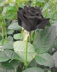 cloud farm rose plant in india