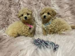 bichon frise x toy poodle male and