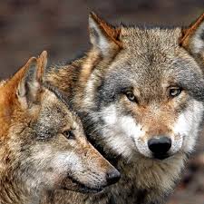 A lot of people will say with 100% certainty that there are no wolves in nh, but we also know that wolves do actively live in quebec within a few hundred miles of the nh border. Der Wolf Und Die Angst Interview Mit Dem Psychologen Harald Euler Kreis Kassel