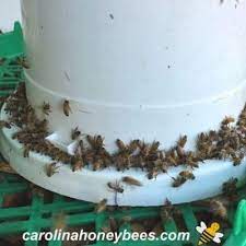 Typically, wild bees discover it first; How To Make A Bucket Feeder For Bees Carolina Honeybees