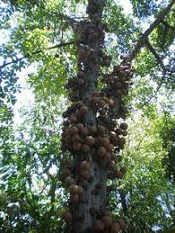 The brazil nut tree is native to areas in south america in forests along the banks of the amazon river, as well as the rio negro, tapajos, and the orinoco. 7 Paranuss Ideas Brazil Nuts Seed Pods Fruit Plants