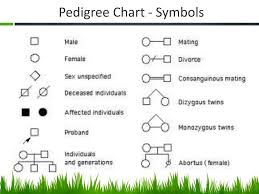 Mrs Stewart Biology Pedigree Charts Ppt Download