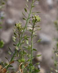 Lepidium ruderale - Michigan Flora