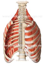 So, let's learn the ribs so we can so what parts of the rib cage show up on the surface? Medical Illustration Of Muscular Cage With Intercostal Muscles To License Medical Stock Images Company