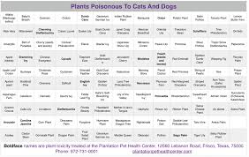 Here is a comprehensive list of plants that may be in your yard and could injure or kill your beloved pet. Plants Poisonous To Cats And Dogs Found Locally