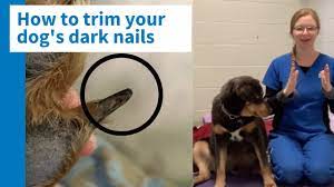 how to trim your dog s black nails