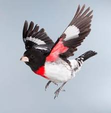 Image result for red breasted grosbeak