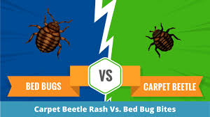 carpet beetle rash vs bed bug bites