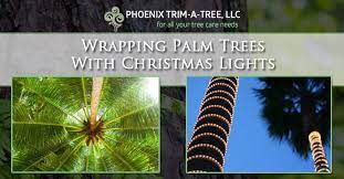 wrapping palm trees with christmas