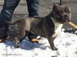 American Bully Dog Breed Information And Pictures