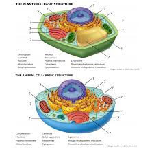Rough endoplasmic reticulum is a cell organelle whose main function is synthesis of proteins. The Plant Cell Basic Structure Sa Chegg Com