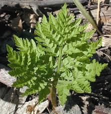 Rattlesnake Fern (Botrychium virginianum)