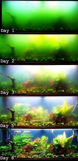 green aquarium water algae bloom