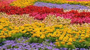 301 Different Types of Flowers With Names and Pictures