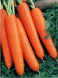 Carrots store better and longer than the standard nantes type. Amazon Com 100 Scarlet Nantes Carrot Seeds Vegetable Plants Garden Outdoor