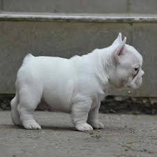 Here are some from nearby areas. Cheap French Bulldog Puppies Under 500 Frenchie Bulldogs For Sale Facebook