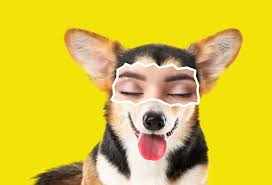 makeup dog stock photos royalty free