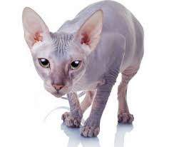 See more ideas about cats, hairless cat, sphynx cat. Available Sphynx Kittens For Sale Cats For Adoption