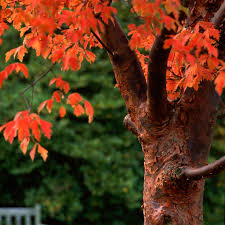6 types of maple trees you might find