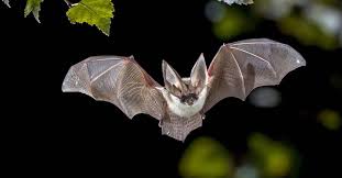 bat what does bat guano look like