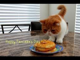 Pancakes are one of the popular food all over the world. Pancake Cat Eats Pancakes On 1st Birthday Youtube